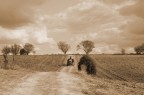 foto scattata nelle campagne di Tarquinia loc. Cavalline durante il periodo della vendemmia