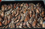 Cozze
