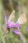 secondo me il momento era bello e meritava lo scatto l'attrezzatura non era proprio adatta alla situazione pero' 
ho tentato lo stesso che ne dite ?

grazie mille 

I dati di scatto sono:
1/100 
F10
200mm 
100 iso
croppata in pp