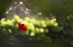 Il rosso e la luce