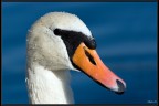 Cigno