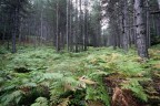 COLORI E SILENZI D' AUTUNNO