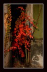 ovunque autunno