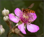 ape sul fiore
