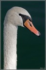 Cigno