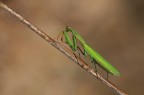 mantide religiosa