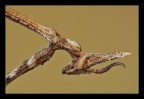 Empusa pennata