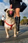 dog sitter