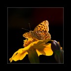 Simply Butterfly