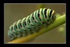 Ciccio ....