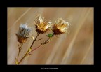 I tre tenori