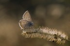 Farfalla