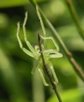 Verde speranza