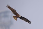 Sua Maest il Falco di Palude