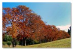 Colori d'autunno