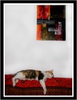 Colpo di Sonno
