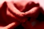 La Sensazione Del Fiore