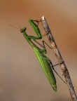 mantide religiosa