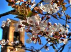 Primavera ...