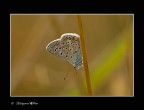 lycaenidae 3