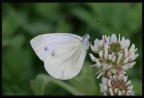 Pieris Brassicae - Cavolaia maggiore