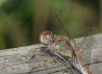 libellula al bancone:una media chiara grazie