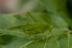 phaneroptera falcata...e' un tipo di grillo fotografato oggi a milano su di una foglia di ficus, perfettamente mimetizzato...