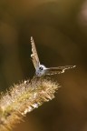 Farfalla