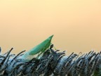 Insettino di mattina presto