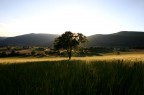 Un albero in controsole, con una luce non troppo fastidiosa. Mi e' piaciuta la prospettiva delle ombre dietro all'albero e la sua ombra sulle spighe, anche se  evidente che il bianco del cielo  sparato.