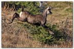 Camoscio al volo.