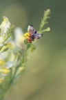 Sul fiore