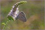 Leptotes Pirithous