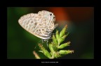 Delicatametne farfalla