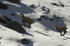 Camosci sul nevaio