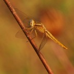 il colore dell'oro