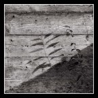 legno