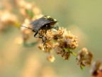 Cimice