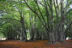 NEL BOSCO