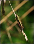 nel suo habitat