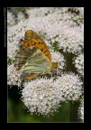 farfalla