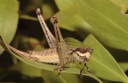 L'antennista