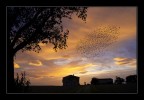 Manovre all'alba