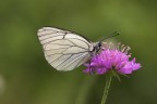Farfalla