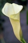 Canon400D +180mm macro 1/250 f5.6 iso 400