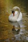 Cigno d'autunno