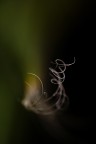 Twirls II