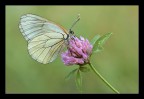 Aporia crataegi