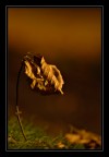 Autunno 2008
