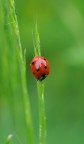 coccinella